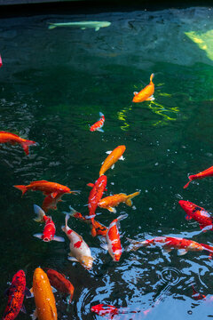 koi fish swimming in the pond