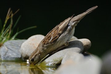 House sparrow, Passer domesticus, female drinks water from a bird's waterhole. Czechia. Europe. 