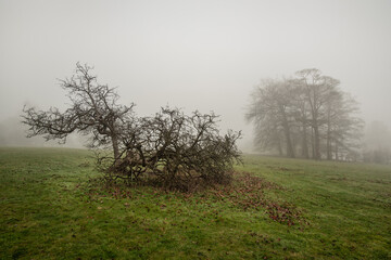 Misty fields of Chiltern Hills in Latimer area,  Buckinghamshire, UK