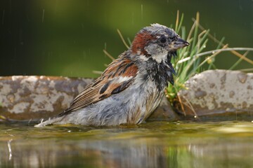 House sparrows, Passer domesticus are bathing in the water of a bird's waterhole. They spray with water. Czechia. Europe.