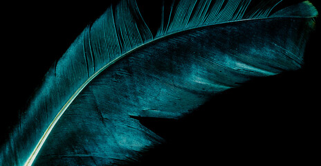 blue bird feather on black isolated background