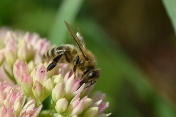 bee on flower
