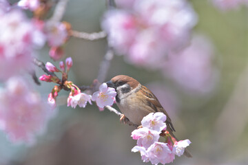 Pink cherry blossoms on the mouth of a sparrow