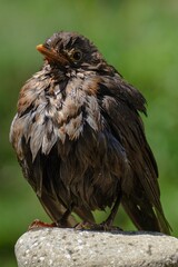 Young blackbird (Turdus merula) stands after bathing on the stone. Dried feathers. Czechia. Europe.