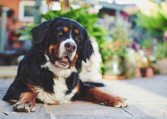Playful Bernese mountain dog puppy