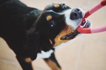 Playful Bernese mountain dog puppy
