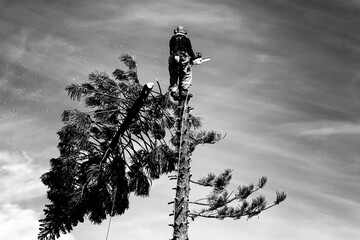 Tree feller in a treetop felling the tip of the tree