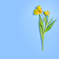 Yellow tulip with a few unopened buds on blue background. Greeting card, minimal style. Flat lay, space for text