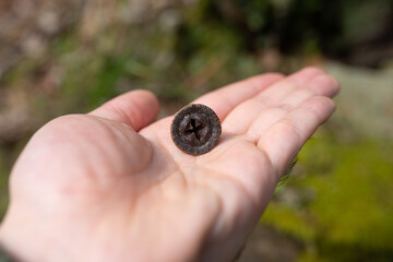 Person holding with one hand, an eucalyptus fruit. Nature, tree, outdoors