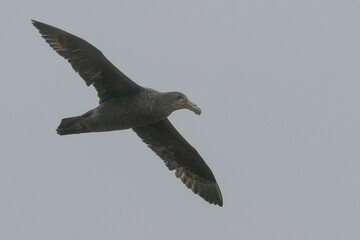 Southern Giant Petrel (Macronectes giganteus)
