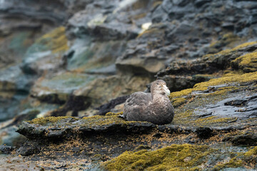 Southern Giant Petrel (Macronectes giganteus)