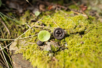 A eucalyptus seed next to a green plant, surrounded by green moss. Nature, outdoors