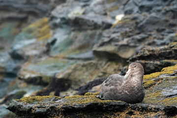 Southern Giant Petrel (Macronectes giganteus)