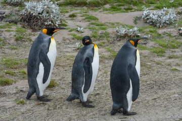 Fototapeta premium The king penguin (Aptenodytes patagonicus)