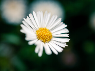 Fototapeta premium daisy flower closeup