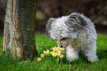Der Hund begrüßt den Frühling