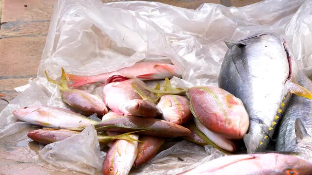 Close up of Fisherman throwing redfish fishes in the ground