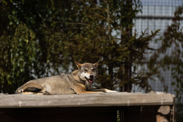 Grey Wolf Looks Out Head and Body