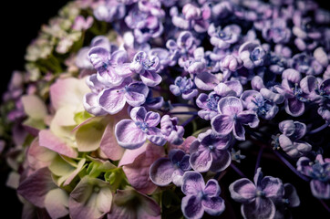 close up of a hydrangea