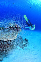 沖縄、座間味諸島、阿嘉島のカラフルな水中