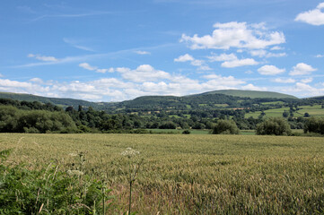 Summertime field of wheat and sky