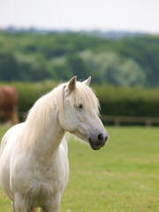 Obraz premium Old Grey Pony