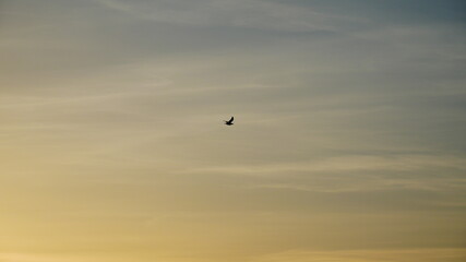 bird in the sky