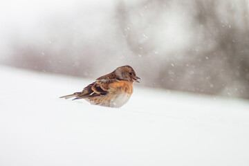 Bird in snow