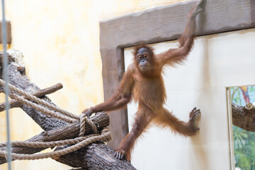 Stare of an orangutan baby, hanging on thick rope. A little great ape is going to be an alpha male. Human like monkey cub in shaggy red fur.