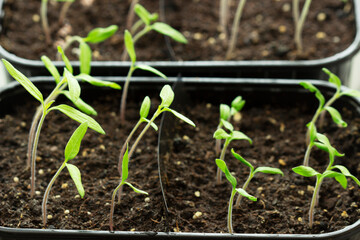 Home-grown tomato seedlings. The woman is watering the seedlings.