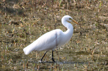 this is a wild life image