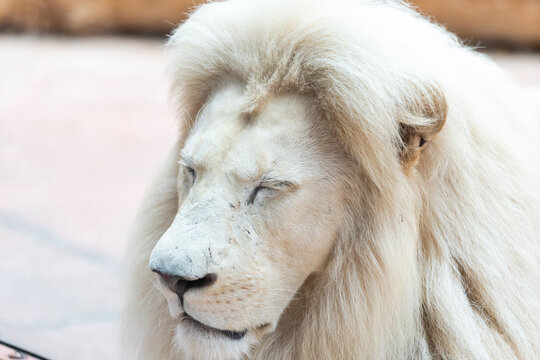 Lion. Portait lion in white lights. Photo of the animal world. Portrait of a dominant predator.