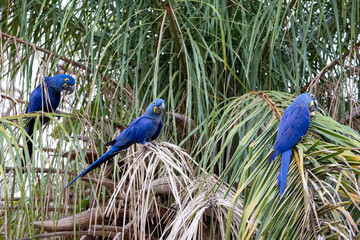 Drei Hyazintharas sitzen in einer Stechpalme im brasilianischen Pantanal