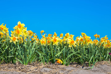 Bright yellow spring flowers daffodils.