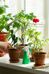 A woman loosens the soil in flower pots. Indoor plants on the windowsill.