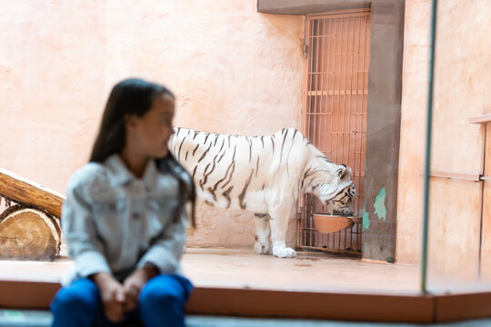 Little Girl And White Tiger Behind Glass At The Zoo