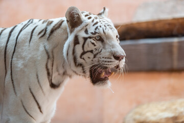 Danger white tiger at the zoo