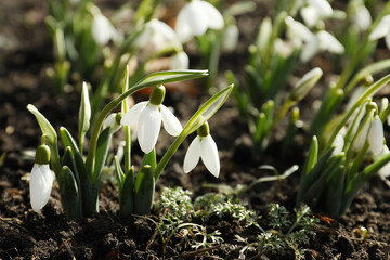 Beautiful snowdrops growing outdoors. Early spring flowers