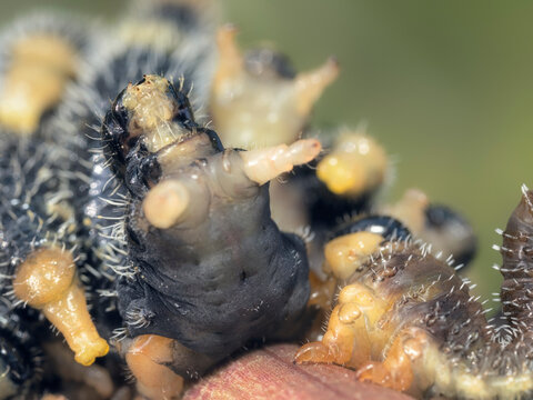 Spitfire sawfly (Perga affinis) larvae in defensive posture on branch, Australia