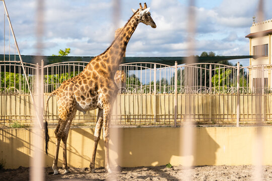 Girl Feeding Giraffe At Zoo