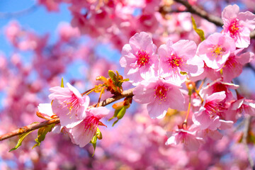 さくら 桜 サクラ ピンク 花見 満開 美しい 花びら かわいい 春 入学 卒業 