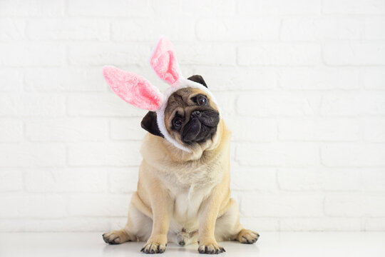Happy  smiling  pog  dog with bunny ears  on white background .   Easter concept .