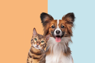 portrait of a cat and dog looking at camera