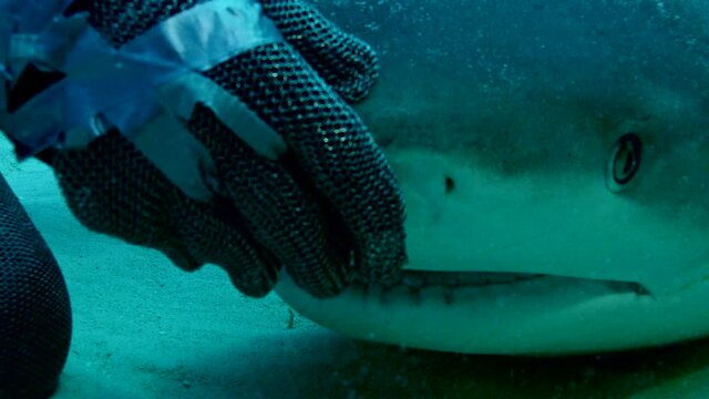 Close-up of scuba diver opening shark jaws in waters off coast of Grand Bahama