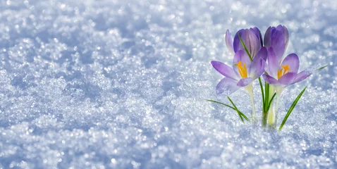 Foto op Plexiglas frühlingserwachen krokus im schnee © winyu