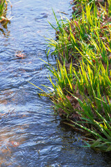 落ち葉の堆積した早春の小川と、若々しい緑色の雑草の風景