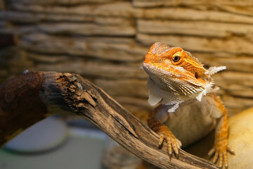 Baby of bearded agama dragon with shedding skin on head and sits on log in his terrarium. Cure...