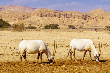 Arabian oryx, in the Yotvata Hai-Bar Nature Reserve