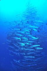 sipadanのバラクーダの群