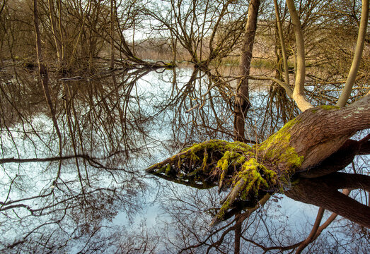 Croxley Common Moor by River Gade and trees flooded by the river, Hertfordshire, UK